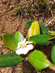 Blakea cuatrecasasii