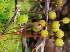 Bartramia pomiformis