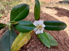 Blakea cuatrecasasii