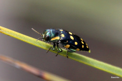 Diphucrania duodecimmaculata