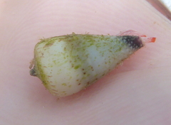 Conus nanus