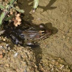 Lithobates spectabilis