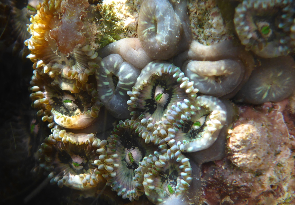 Zoanthus gigantus