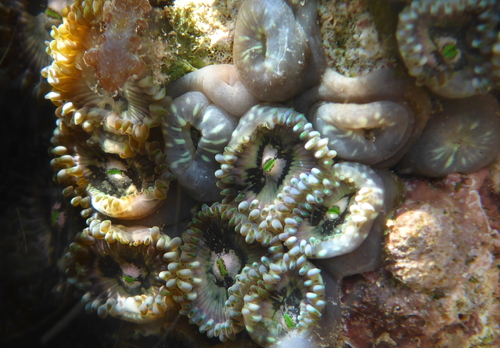 Zoanthus gigantus