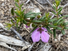 Tetratheca ericifolia