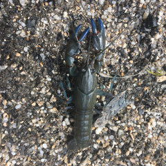 Cherax destructor