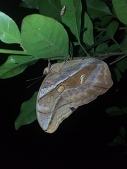 Eryphanis lycomedon