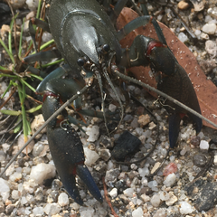 Cherax destructor