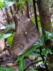 Catoblepia xanthus