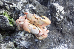 Johngarthia malpilensis