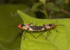 Dysdercus mimus