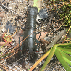 Cherax destructor