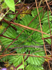 Corallodiscus lanuginosus