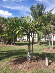 Chambeyronia macrocarpa