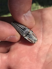 Chalcolepidius erythroloma