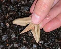 Xylophanes loelia