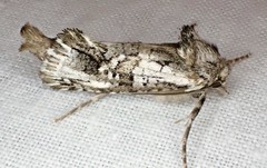 Archaeoses polygrapha