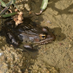 Lithobates spectabilis