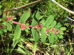 Euphorbia densiflora