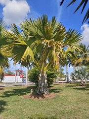 Corypha umbraculifera