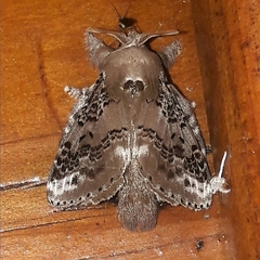 Euglyphis guttularis