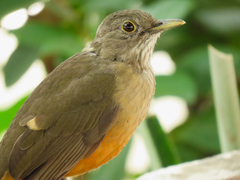 Turdus rufiventris