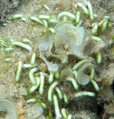 Neomeris vanbosseae