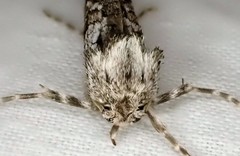 Archaeoses polygrapha
