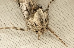 Archaeoses polygrapha