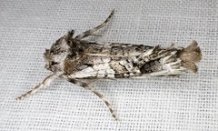 Archaeoses polygrapha