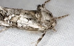 Archaeoses polygrapha