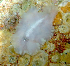 Pericelis hymanae