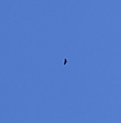 Spilornis cheela