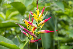Heliconia hirsuta