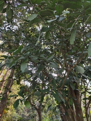 Tabernaemontaninae