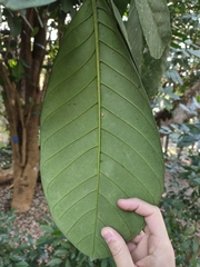 Tabernaemontaninae
