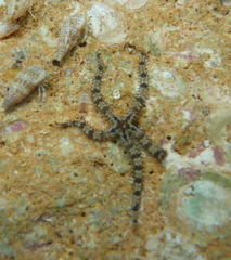 Ophiactis savignyi