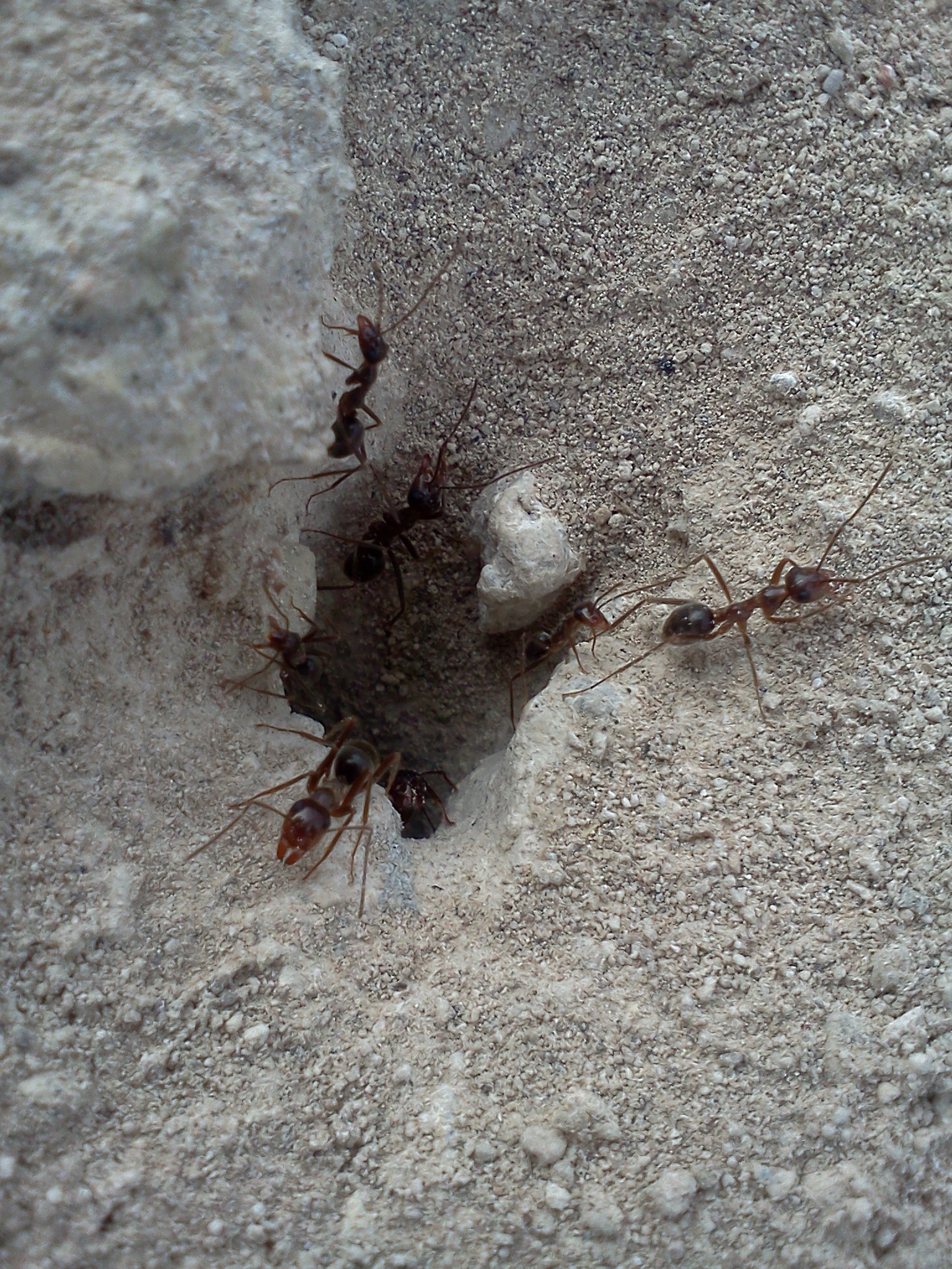 Myrmecocystus melanoticus