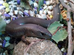 Cyclodomorphus casuarinae