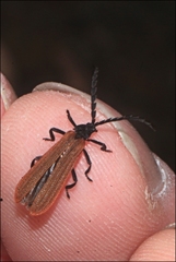 Trichalus semicostatus