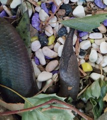 Cyclodomorphus casuarinae