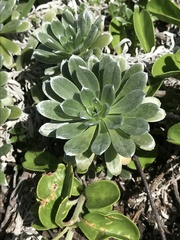 Heliotropium anomalum