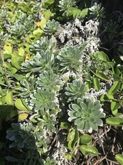 Heliotropium anomalum