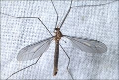 Leptotarsus hilli