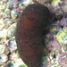 Difficult Sea Cucumber - Photo (c) Alison Young, some rights reserved (CC BY-NC), uploaded by Alison Young