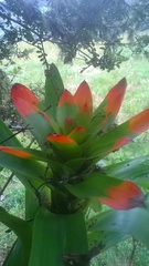 Guzmania
