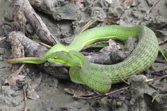Trimeresurus erythrurus