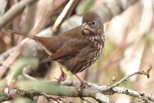 Fox Sparrow, photo 3 of 10