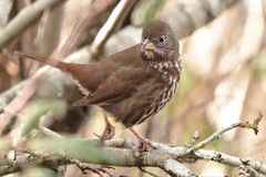 Fox Sparrow photo 4