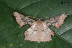 Krananda semihyalina